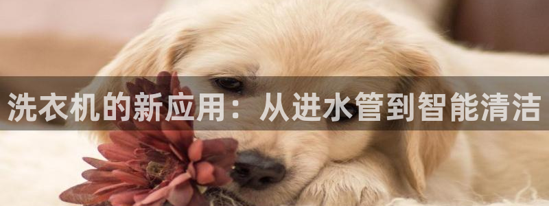 威九国际官方入口官网