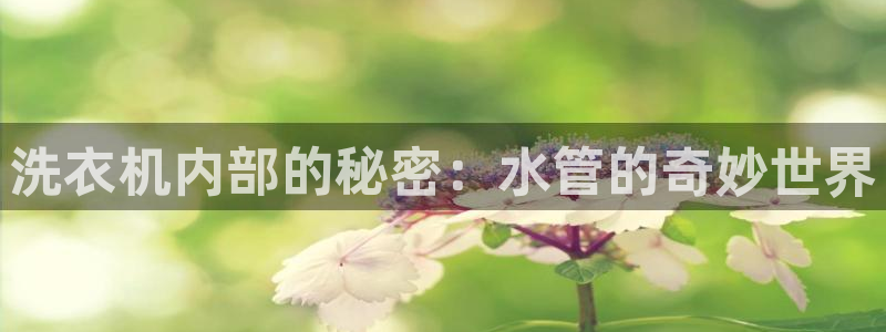 威九国际网站安全吗可靠吗