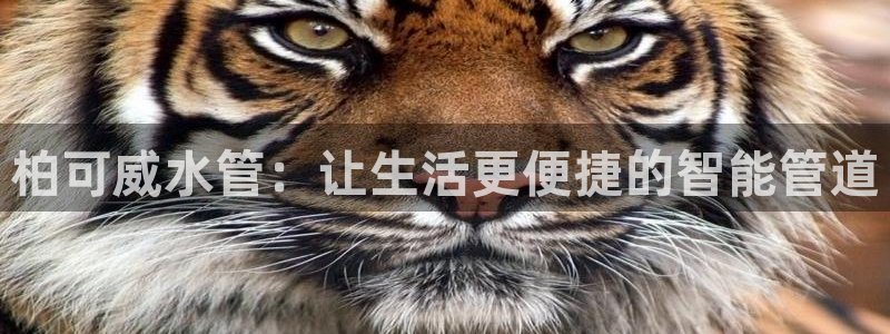 威九国际男主