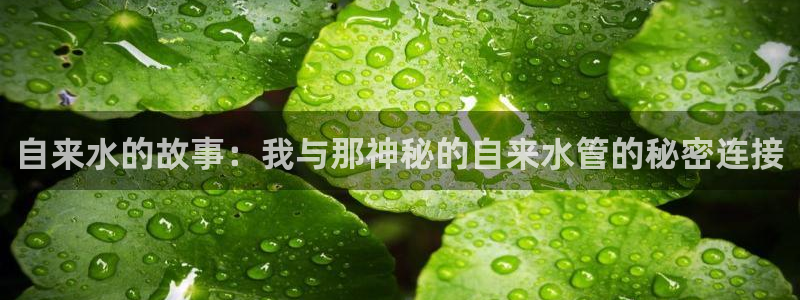 保定威九网络科技有限公司