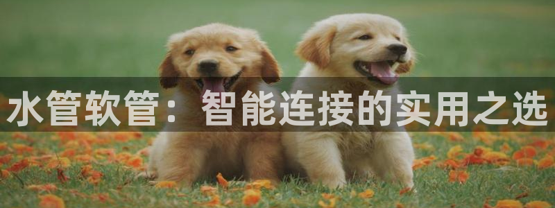 威九国际如何下载